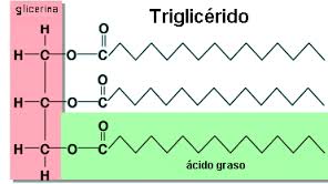 Triglic ridos Grasas Y Aceites Vegetales